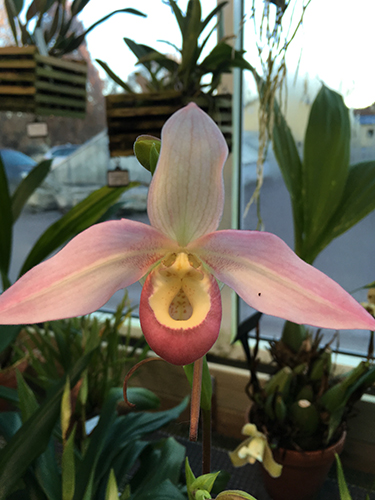 Rosa och vit orkidé i Tropiska växthuset 5 dec 2018