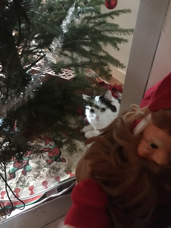 Citrus busar under julgranen