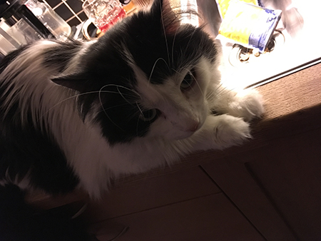 Lucifer på köksbänken