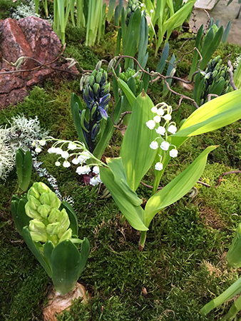 Liljekonvaljer och hyacinter i Tropiska växthuset 5 dec 2018