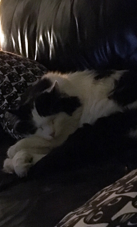 Lucifer sov framför TVn