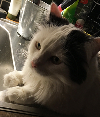 Citrus på diskbänken