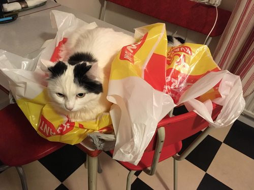 Citrus på plastkassar