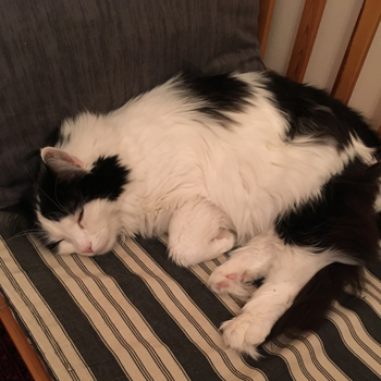 Lucifer sover i Annas kökssoffa