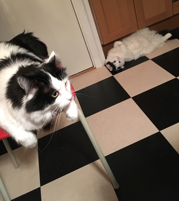 Lucifer och Citrus i köket