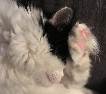 Lucifer med tassen i pannan Lucifer med tassen i pannan