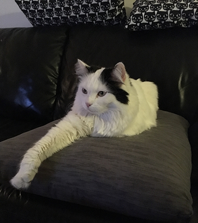 Citrus på kudden tittar på tv