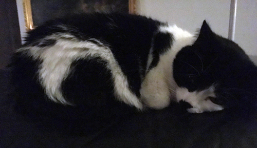 Mini på ryggstödet