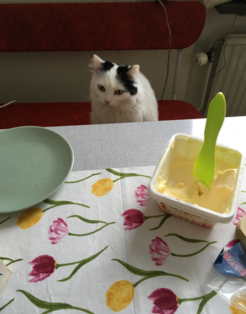 Citrus vid frukostbordet