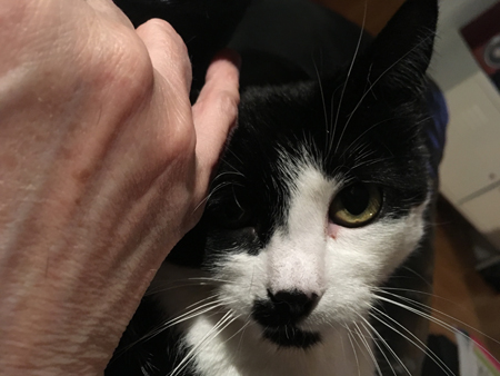 Mini blir klappad av mig Mini blir klappad av mig