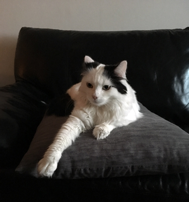 Citrus på kudden i soffan