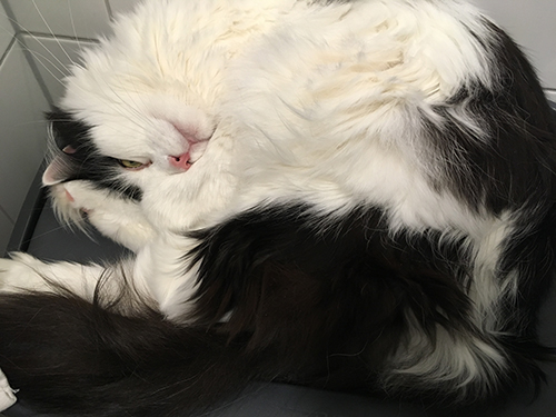 Lucifer halvsover på tvättkorgen