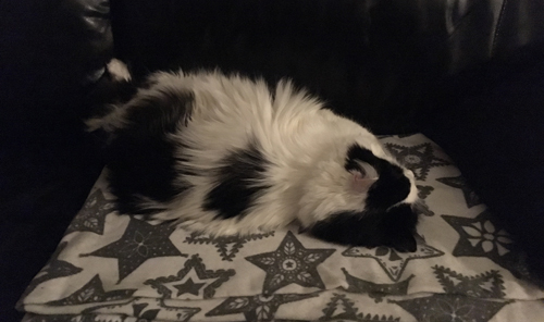 Lucifer på filten i soffan