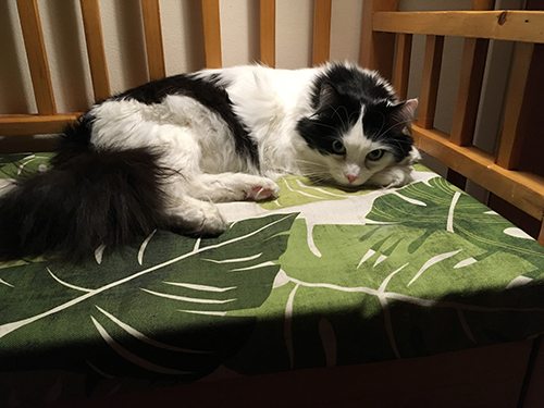 Lucifer på omklädda kökssoffan i djungelrummet