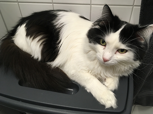 Lucifer på tvättkorgen