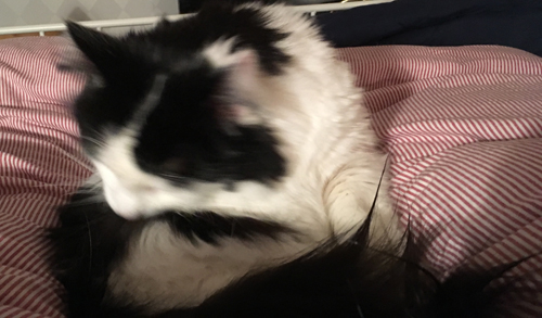 Lucifer tvättar sig i sängen