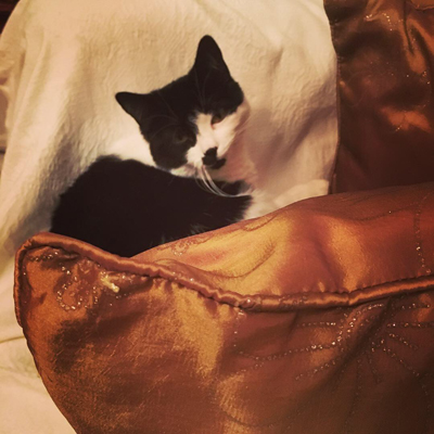 Mini farfarsfåtöljen