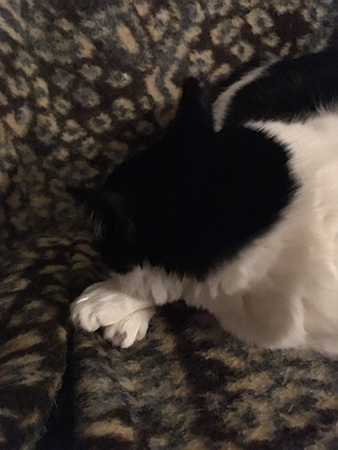 Mini på leopardfilten i stolen i hallen