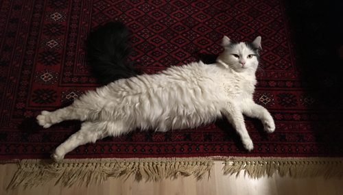 Citrus på mattan i mellanrummet