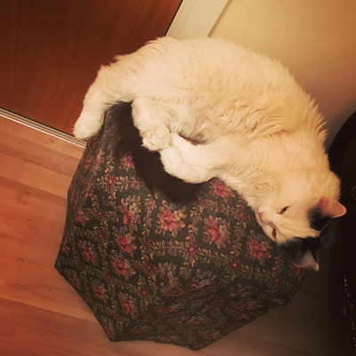 Citrus sover på sypyffen