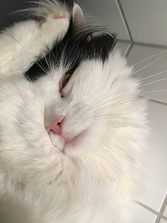 Halvsovande Lucifer närbild