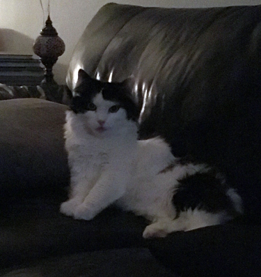 Lucifer på kudden i soffan