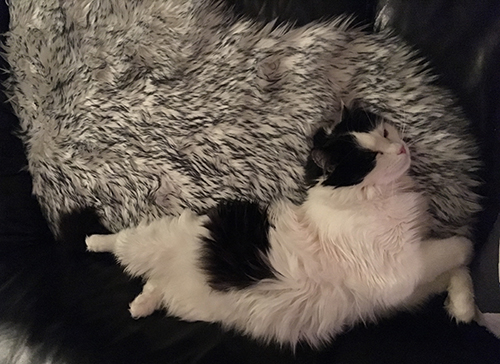 Lucifer utsträckt på fällen i soffan