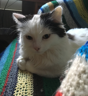 Citrus i skrivbordsstolen