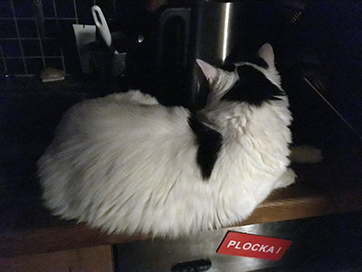 Citrus på diskbänken