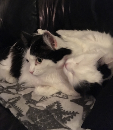 Citrus tvättar Lucifer