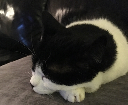 Mini sover på kudden