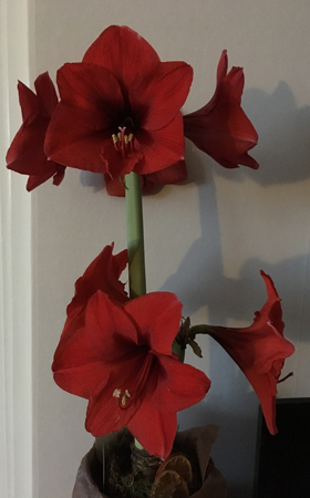 Amaryllis med sju klockor