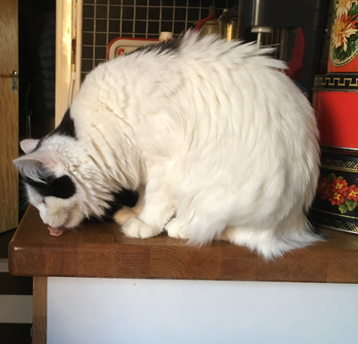 Citrus får leverpastej