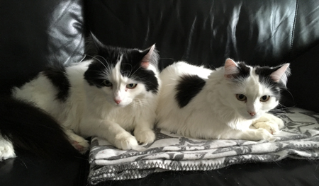 Lucifer och Citrus delar filt på soffan