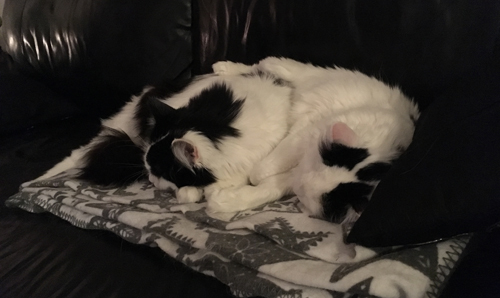 Lucifer och Citrus sover på filten i soffan