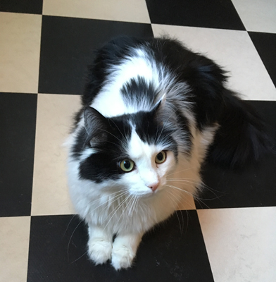 Lucifer matchar köksgolvet perfekt