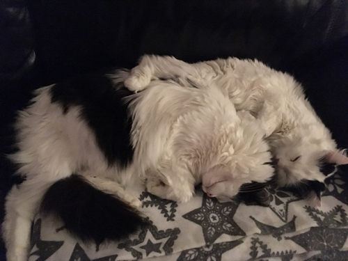 Lucifer och Citrus sover tillsammans