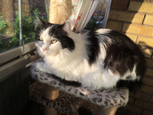 Lucifer i januarisolen på balkongen