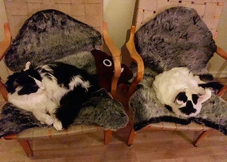 Lucifer och Citrus på nya fällarna i Bruno Mathssonstolarna