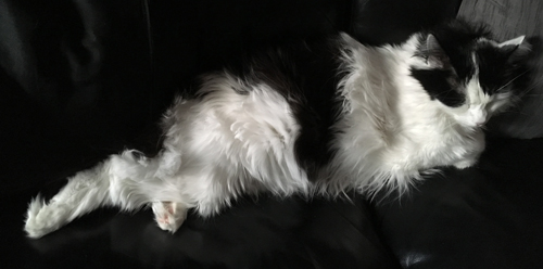 Lucifer sover utsträckt i soffan Lucifer sover utsträckt i soffan