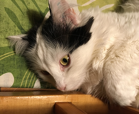 Citrus i kökssoffan ansikte