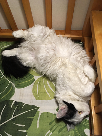 Citrus i kökssoffan