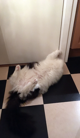 Lucifer på rygg vill in i skafferiet