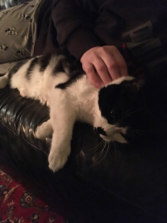 Mini ligger hos Anna på soffan