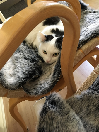 Citrus på fäll i Bruno Mathssonfåtölj