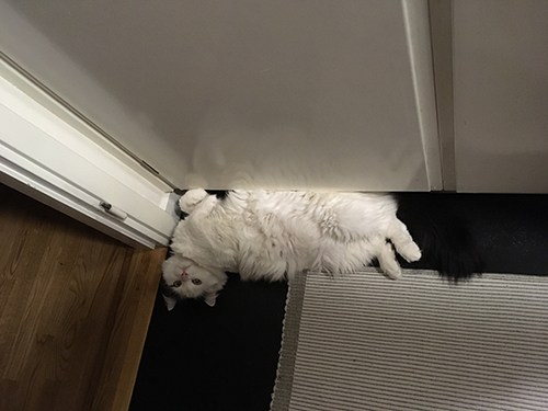 Citrus vid garderoberna i smatten vardags bad o sovrum