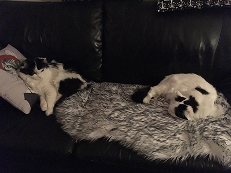 Lucifer och Citrus i soffan