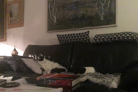 Lucifer och Mini sover på fällen
