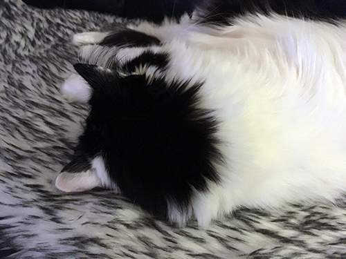 Lucifer sover på fällen med ryggen mot kameran