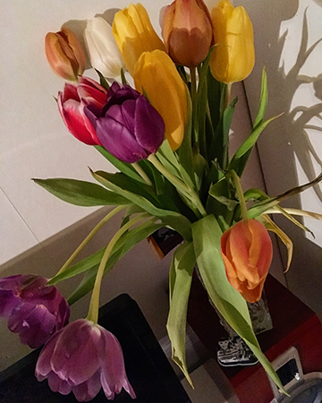 Tulpaner i olika färger